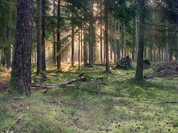 IMGP8413_HDR_Morgen_i_skoven